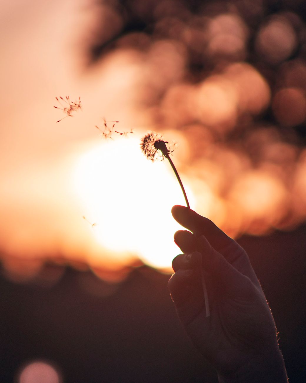 person holding dandelion